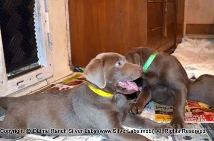 Lady MORGAN - AKC Silver Lab Female @ Dlime Ranch Silver Lab Puppies  12 
