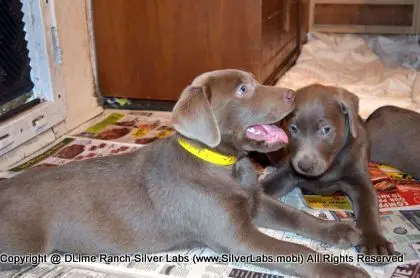 Lady MORGAN - AKC Silver Lab Female @ Dlime Ranch Silver Lab Puppies  13 
