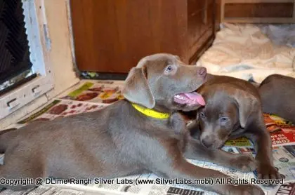Lady MORGAN - AKC Silver Lab Female @ Dlime Ranch Silver Lab Puppies  14 