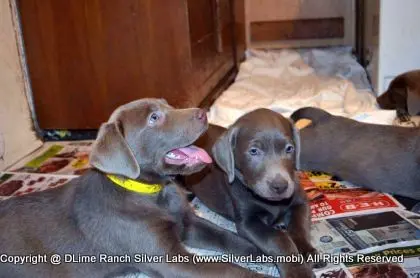 Lady MORGAN - AKC Silver Lab Female @ Dlime Ranch Silver Lab Puppies  15 