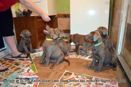 Lady MORGAN - AKC Silver Lab Female @ Dlime Ranch Silver Lab Puppies  19 