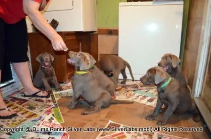 Lady MORGAN - AKC Silver Lab Female @ Dlime Ranch Silver Lab Puppies  20 