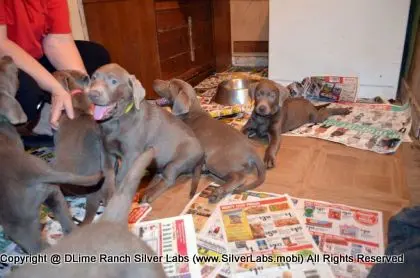 Lady MORGAN - AKC Silver Lab Female @ Dlime Ranch Silver Lab Puppies  23 