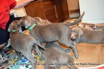 Lady MORGAN - AKC Silver Lab Female @ Dlime Ranch Silver Lab Puppies  27 