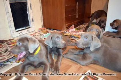 Lady MORGAN - AKC Silver Lab Female @ Dlime Ranch Silver Lab Puppies  34 