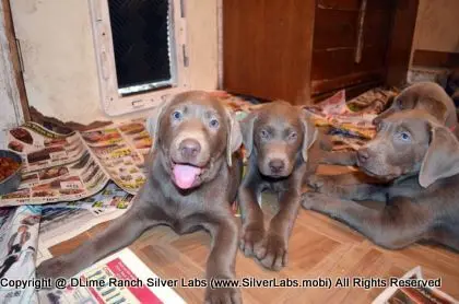 Lady MORGAN - AKC Silver Lab Female @ Dlime Ranch Silver Lab Puppies  36 