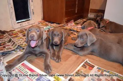 Lady MORGAN - AKC Silver Lab Female @ Dlime Ranch Silver Lab Puppies  37 