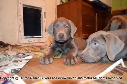 Lady MORGAN - AKC Silver Lab Female @ Dlime Ranch Silver Lab Puppies  39 