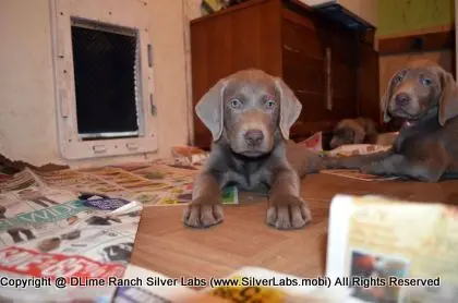 Lady MORGAN - AKC Silver Lab Female @ Dlime Ranch Silver Lab Puppies  40 