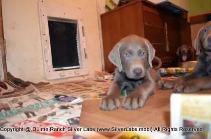 Lady MORGAN - AKC Silver Lab Female @ Dlime Ranch Silver Lab Puppies  41 