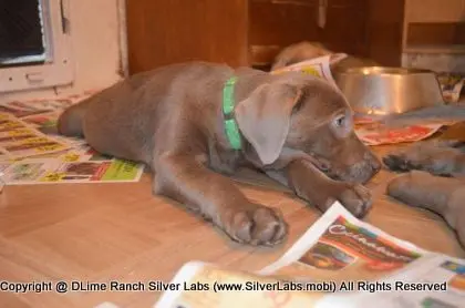 Lady MORGAN - AKC Silver Lab Female @ Dlime Ranch Silver Lab Puppies  42 
