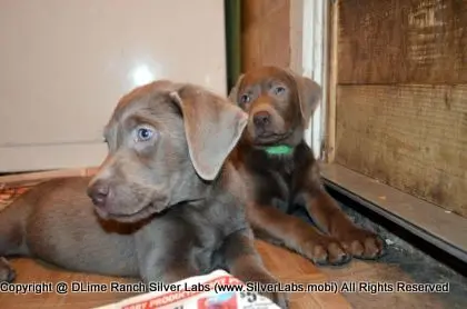 Lady MORGAN - AKC Silver Lab Female @ Dlime Ranch Silver Lab Puppies  44 