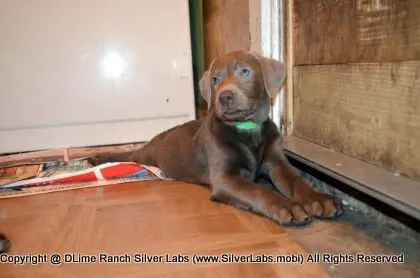 Lady MORGAN - AKC Silver Lab Female @ Dlime Ranch Silver Lab Puppies  45 