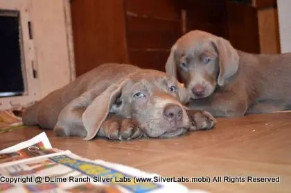 Lady MORGAN - AKC Silver Lab Female @ Dlime Ranch Silver Lab Puppies  47 
