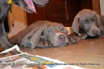 Lady MORGAN - AKC Silver Lab Female @ Dlime Ranch Silver Lab Puppies  48 