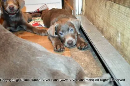 Lady MORGAN - AKC Silver Lab Female @ Dlime Ranch Silver Lab Puppies  50 