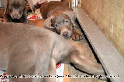 Lady MORGAN - AKC Silver Lab Female @ Dlime Ranch Silver Lab Puppies  51 