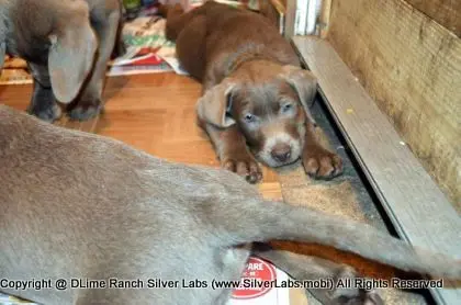 Lady MORGAN - AKC Silver Lab Female @ Dlime Ranch Silver Lab Puppies  52 