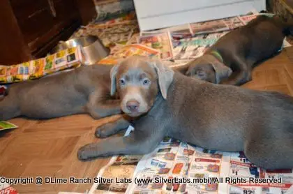 Lady MORGAN - AKC Silver Lab Female @ Dlime Ranch Silver Lab Puppies  53 