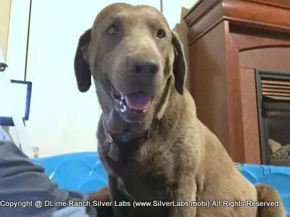 LADY PANDORA - AKC Silver Lab Female @ Dlime Ranch Silver Lab Puppies  89 