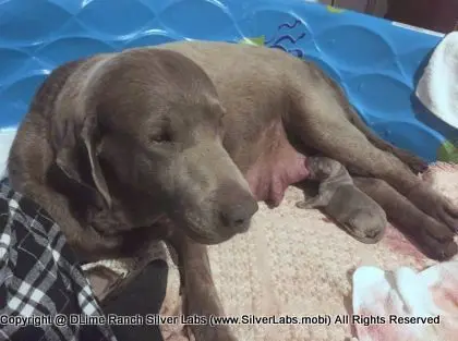 LADY PANDORA - AKC Silver Lab Female @ Dlime Ranch Silver Lab Puppies  86 