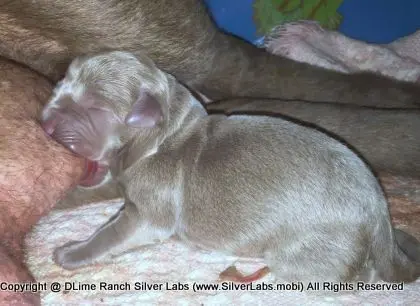 LADY PANDORA - AKC Silver Lab Female @ Dlime Ranch Silver Lab Puppies  85 
