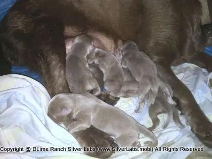 LADY PANDORA - AKC Silver Lab Female @ Dlime Ranch Silver Lab Puppies  84 
