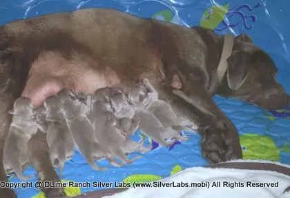 LADY PANDORA - AKC Silver Lab Female @ Dlime Ranch Silver Lab Puppies  83 