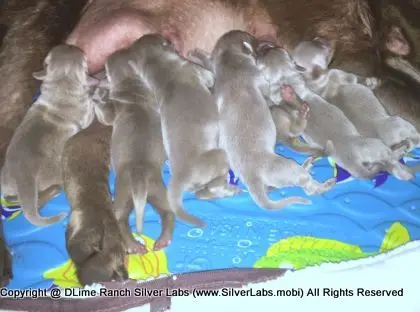 LADY PANDORA - AKC Silver Lab Female @ Dlime Ranch Silver Lab Puppies  82 