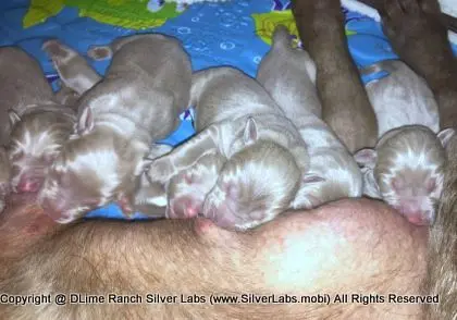 LADY PANDORA - AKC Silver Lab Female @ Dlime Ranch Silver Lab Puppies  80 
