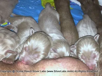 LADY PANDORA - AKC Silver Lab Female @ Dlime Ranch Silver Lab Puppies  79 