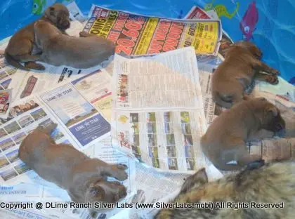 LADY PANDORA - AKC Silver Lab Female @ Dlime Ranch Silver Lab Puppies  78 