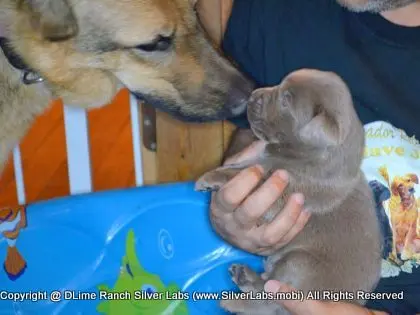 LADY PANDORA - AKC Silver Lab Female @ Dlime Ranch Silver Lab Puppies  77 