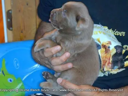 LADY PANDORA - AKC Silver Lab Female @ Dlime Ranch Silver Lab Puppies  76 