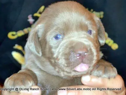 LADY PANDORA - AKC Silver Lab Female @ Dlime Ranch Silver Lab Puppies  75 