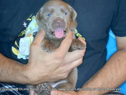 LADY PANDORA - AKC Silver Lab Female @ Dlime Ranch Silver Lab Puppies  72 