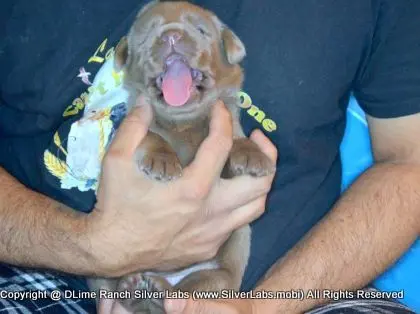 LADY PANDORA - AKC Silver Lab Female @ Dlime Ranch Silver Lab Puppies  71 