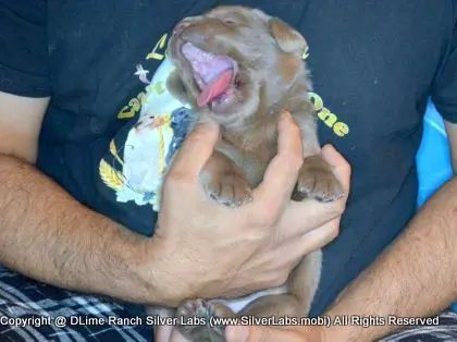 LADY PANDORA - AKC Silver Lab Female @ Dlime Ranch Silver Lab Puppies  70 