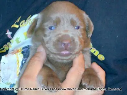 LADY PANDORA - AKC Silver Lab Female @ Dlime Ranch Silver Lab Puppies  69 