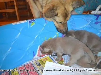 LADY PANDORA - AKC Silver Lab Female @ Dlime Ranch Silver Lab Puppies  65 