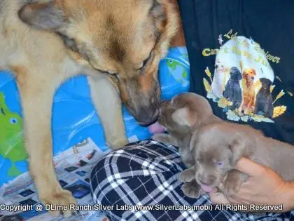 LADY PANDORA - AKC Silver Lab Female @ Dlime Ranch Silver Lab Puppies  58 