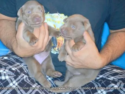 LADY PANDORA - AKC Silver Lab Female @ Dlime Ranch Silver Lab Puppies  56 