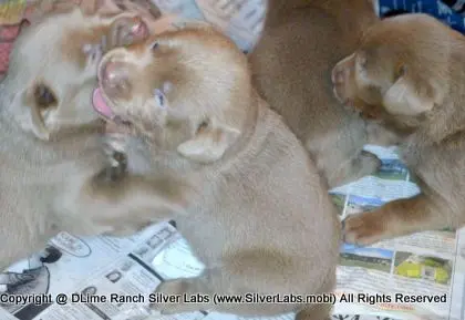 LADY PANDORA - AKC Silver Lab Female @ Dlime Ranch Silver Lab Puppies  53 