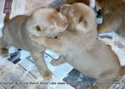LADY PANDORA - AKC Silver Lab Female @ Dlime Ranch Silver Lab Puppies  52 