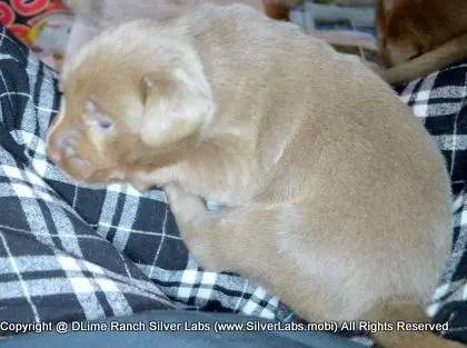 LADY PANDORA - AKC Silver Lab Female @ Dlime Ranch Silver Lab Puppies  51 