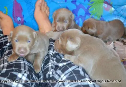 LADY PANDORA - AKC Silver Lab Female @ Dlime Ranch Silver Lab Puppies  49 