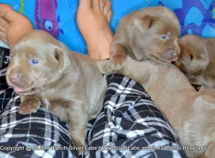 LADY PANDORA - AKC Silver Lab Female @ Dlime Ranch Silver Lab Puppies  48 