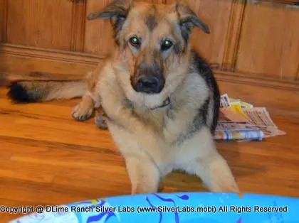LADY PANDORA - AKC Silver Lab Female @ Dlime Ranch Silver Lab Puppies  47 