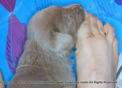 LADY PANDORA - AKC Silver Lab Female @ Dlime Ranch Silver Lab Puppies  46 