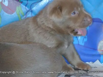 LADY PANDORA - AKC Silver Lab Female @ Dlime Ranch Silver Lab Puppies  43 